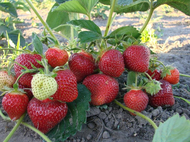 Клубника купить саженцы из питомника {2}