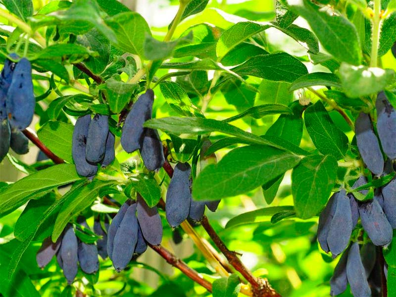 Жимолость купить саженцы из питомника {2}