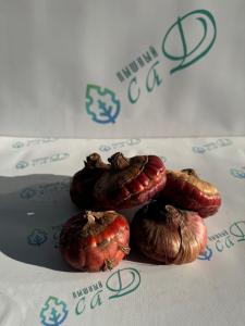 Гладиолус Оазис (5 шт. луковиц в упаковке)